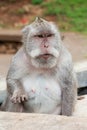 Wild monkey Royalty Free Stock Photo