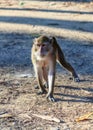 Wild monkey. Royalty Free Stock Photo