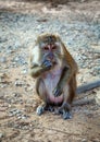 Wild monkey. Royalty Free Stock Photo