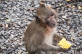 Wild monkey asking tourists for food