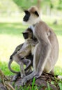 Wild monkey with baby