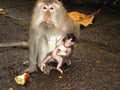 Wild monkey with baby monkey Royalty Free Stock Photo