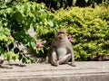 Seated monkey in human pose surrounded by flowering vegetation