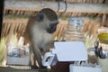 Wild monkey business, an uninvited guest at breakfast brunch in tropical resort