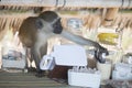 Wild monkey business, an uninvited guest at breakfast brunch in tropical resort