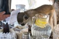 Wild monkey business, an uninvited guest at breakfast brunch in tropical resort