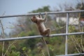 Wild monkey climbs up the railing at the monkey mountain Khao Takiab in Hua Hin, Thailand, Asia