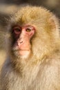 Wild monkey close up Royalty Free Stock Photo