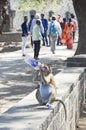Wild monkey drinking water taken from tourists