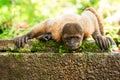 Wild Monkey Drinking Water