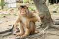 Wild monkey enchain to the tree Royalty Free Stock Photo