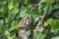 Wild monkey enjoying a piece of bread Royalty Free Stock Photo