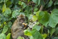 Wild monkey enjoying a piece of bread Royalty Free Stock Photo