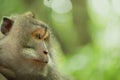 Wild monkey face jungle wildlife green background Royalty Free Stock Photo