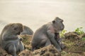 Wild monkey family mom baby wildlife habitat Royalty Free Stock Photo