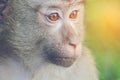 Wild monkey, close-up Royalty Free Stock Photo