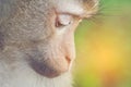 Wild monkey, close-up Royalty Free Stock Photo