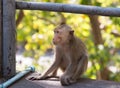 Wild monkey among the half construction half natural and behave naturally. Royalty Free Stock Photo