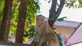 Wild monkey among the half construction half natural and behave naturally. Royalty Free Stock Photo