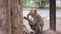 Wild monkey among the half construction half natural and behave naturally. Royalty Free Stock Photo