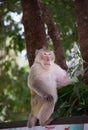 Wild monkey among the half construction half natural and behave naturally. Royalty Free Stock Photo