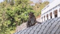 Wild monkey among the half construction half natural and behave naturally. Royalty Free Stock Photo