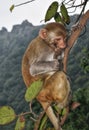 Wild Monkey on a tree Royalty Free Stock Photo
