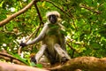 Wild monkey in the jungle in Africa