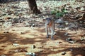 Wild monkey in the jungle of India Royalty Free Stock Photo