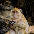 wild monkey from the jungle, Krabi, Thailand Royalty Free Stock Photo