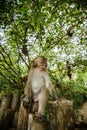 Wild monkey from the jungle, Krabi, Thailand Royalty Free Stock Photo