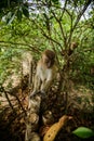 Wild monkey from the jungle, Krabi, Thailand Royalty Free Stock Photo