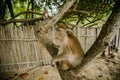 Wild monkey from the jungle, Krabi, Thailand