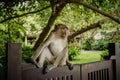 Wild monkey from the jungle, Krabi, Thailand Royalty Free Stock Photo