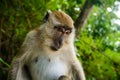 Wild monkey from the jungle, Krabi, Thailand Royalty Free Stock Photo
