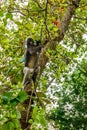 Wild monkey from the jungle, Krabi, Thailand