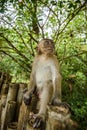 Wild monkey from the jungle, Krabi, Thailand Royalty Free Stock Photo