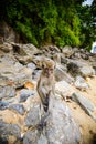 Wild monkey from the jungle, Krabi, Thailand Royalty Free Stock Photo