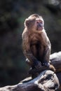 Wild monkey in the jungle. South Africa Royalty Free Stock Photo