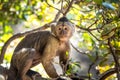 Wild monkey in the jungle. South Africa Royalty Free Stock Photo