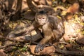 Wild monkey in the jungle. South Africa Royalty Free Stock Photo