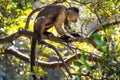 Wild monkey in the jungle. South Africa Royalty Free Stock Photo