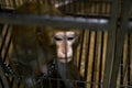 Wild monkey locked in a cage