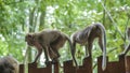 Wild Monkey, Macaque, Clique, Family Walking along fence top, Railay beach in Krabi