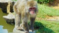 Wild monkey Royalty Free Stock Photo