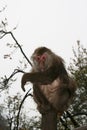 wild monkey at the mount emei in sichuan (china) Royalty Free Stock Photo