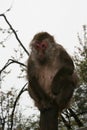 wild monkey at the mount emei in sichuan (china) Royalty Free Stock Photo