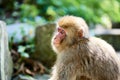 Wild monkey in Nagano prefecture, Japan