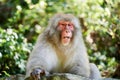 Wild monkey in Nagano prefecture, Japan