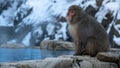 Wild monkey near a hot spring. Snow monkey on onsen Nagano. Macaca fuscata Royalty Free Stock Photo